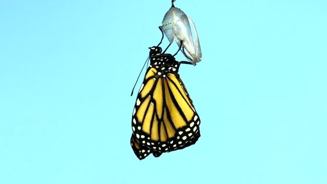 4K HD video Close up of one Monarch Butterfly hanging from a chrysalis, wings slowly extending. Light blue background. 2x normal speed.
