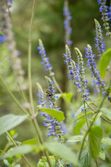 Bee standing on lavender flowers - Bee doing pollination - Honey bee on lavender flower in the farm