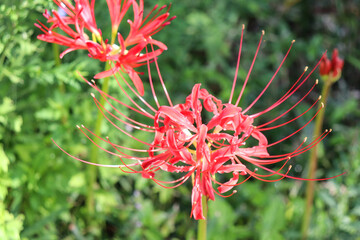 ヒガンバナ 赤 彼岸花 グリーン