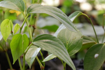Betel is a native Indonesian plant that grows vines or leans on other tree trunks. Used for herbal plants and for cultural rituals