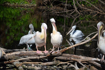 A group of five pelicans rest on tree branches in a pond