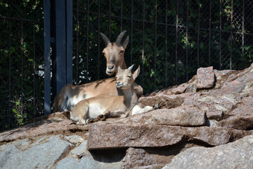 Mountain goats mother and cub rest on a rock