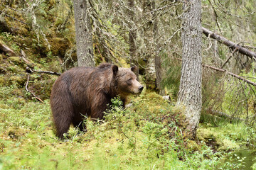 Brown bear in forest valley at summer