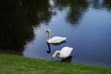 white mute swan birds water lake wildlife