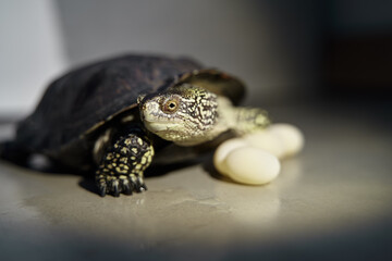 demale turtle reptile and eggs isolated