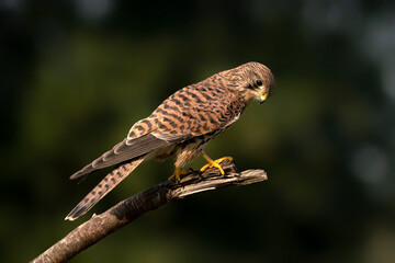 Male Common Kestrel (Falco tinnunculus) on a branch. Gelderland in the Netherlands. Bokeh background.