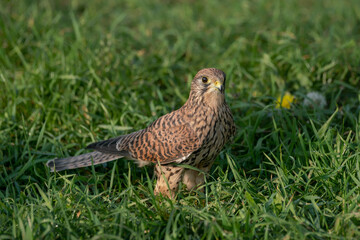 Male Common Kestrel (Falco tinnunculus) in a meadow in Gelderland in the Netherlands. Green background.