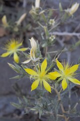 Blooming yellow cyme inflorescences of Giant Blazingstar, Mentzelia Laevicaulis, Loasaceae, native hermaphroditic herbaceous perennial in the San Bernardino Mountains, Transverse Ranges, Summer.