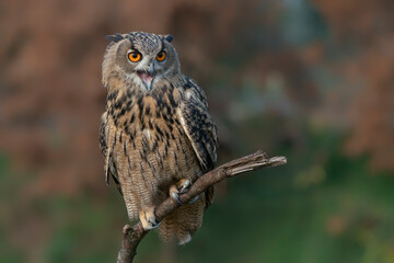 Eurasian Eagle owl (Bubo bubo) on a branch. Gelderland in the Netherlands. - obrazy, fototapety, plakaty