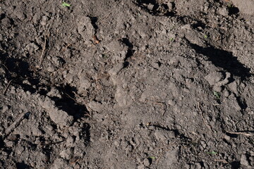 Texture of dark garden fertile soil. Small old plant roots protrude from the ground