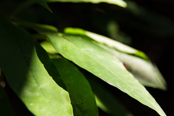 Close up of leaf