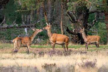 Red deer female (Cervus elaphus) in rutting season on the fields of National Park Hoge Veluwe in the Netherlands. Forest in the background.
