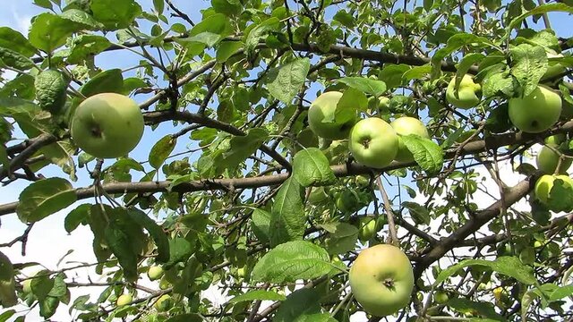 Green apples on a tree branch sway in the wind