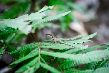 Small lizard on a rock