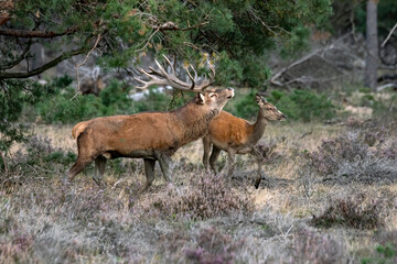 Naklejka na ściany i meble Red deer (Cervus elaphus) stag with female red deer in rutting season on the field of National Park Hoge Veluwe in the Netherlands. Forest in the background.