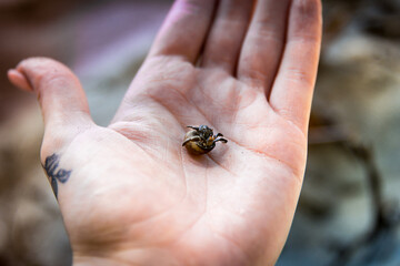 Obraz premium Hermit crab 