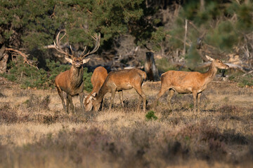 Naklejka na ściany i meble Red deer (Cervus elaphus) stag with female red deer in rutting season on the field of National Park Hoge Veluwe in the Netherlands. Forest in the background.