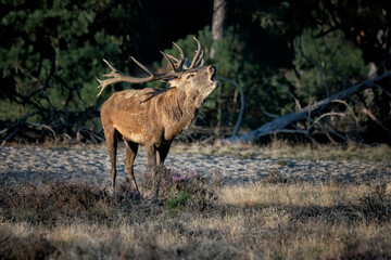 Naklejka na ściany i meble Red deer (Cervus elaphus) stag in rutting season on the field of National Park Hoge Veluwe in the Netherlands. Forest in the background.