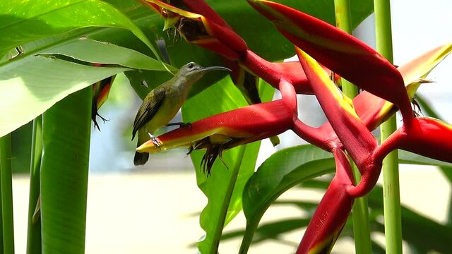 Mature bird feeding nectar from Heliconia flower.
Beautiful little spiderhunter Arachnothera longirostra drinking nectar from red heliconia flower in backyard.