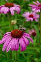 Bee on pink echinacea flower