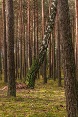 Pine-birch forest in early autumn.