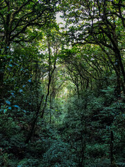 Fototapeta na wymiar Beautiful closeup view of the majestic and massively green rain forest in Costa Ricas Pico Blanco