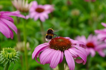Bee on pink echinacea flower