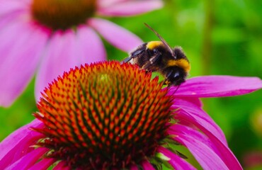 Bee on pink echinacea flower