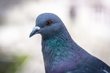 Close up of a pigeon