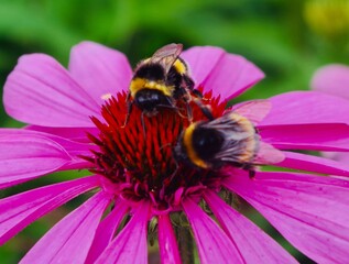 Pink echinacea flower with bumblebees