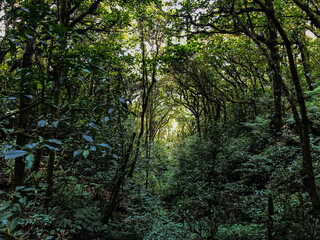Beautiful closeup view of the majestic and massively green rain forest in Costa Ricas Pico Blanco