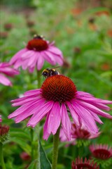 Pink echinacea flower with bumblebees