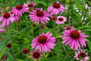 Pink echinacea flower with bumblebees