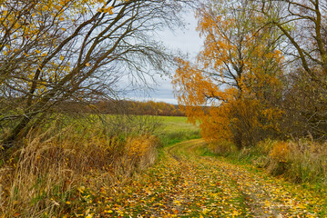Fototapeta premium Panorama of a mixed forest at autumn sunny day