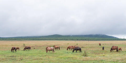 Naklejka na ściany i meble A herd of horses grazes in the green meadows of a mountain valley on a rainy morning in late summer. Siberia, Irkutsk region