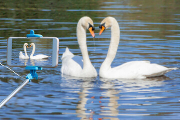 a couple of beautiful swans are photographed on a smartphone using a selfie stick on a summer day
