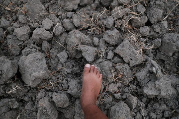 Dry rice fields due to long drought