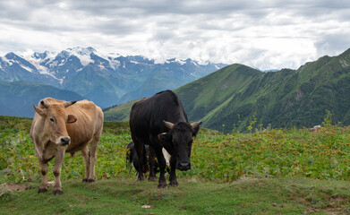 Fototapeta na wymiar Brown and black bulls grazing on a green summer pasture with snow-capped mountain range on the background, the Caucasus Mountains, Svaneti, Georgia.
