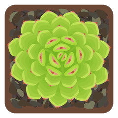 Sempervivum royanum. The view from the top. Potted succulent isolated on white background. Vector illustration.