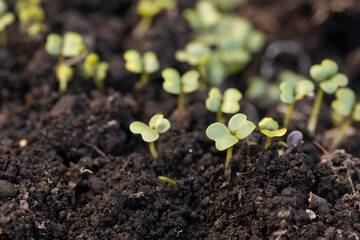 発芽したコマツナの新芽