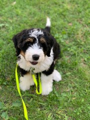 Fototapeta premium border collie puppy