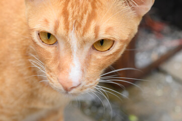 Brown thai cat