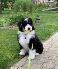 bernese mountain dog