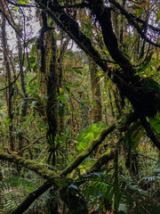 Beautiful closeup view of the majestic and massively green rain forest in Costa Ricas Pico Blanco