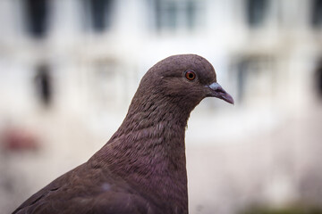 Close up of a pigeon