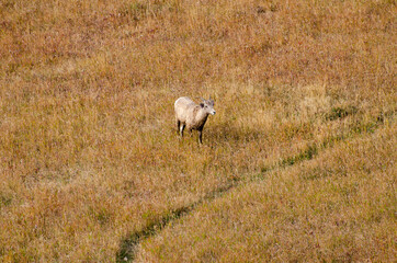 Lone Mountain Goat Walking