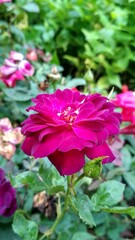 Obraz premium pink rose