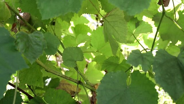 Wind flutters green grape leaves, background, copy space for text