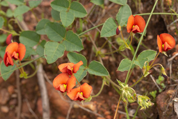 Kennedia coccinea close to Chittering, Western Australia