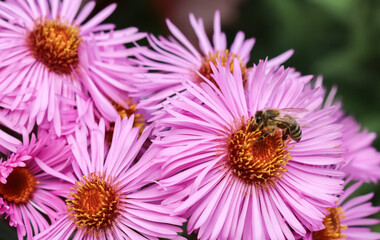 Beautiful pink flowers of autumn aster with a bee in the garden